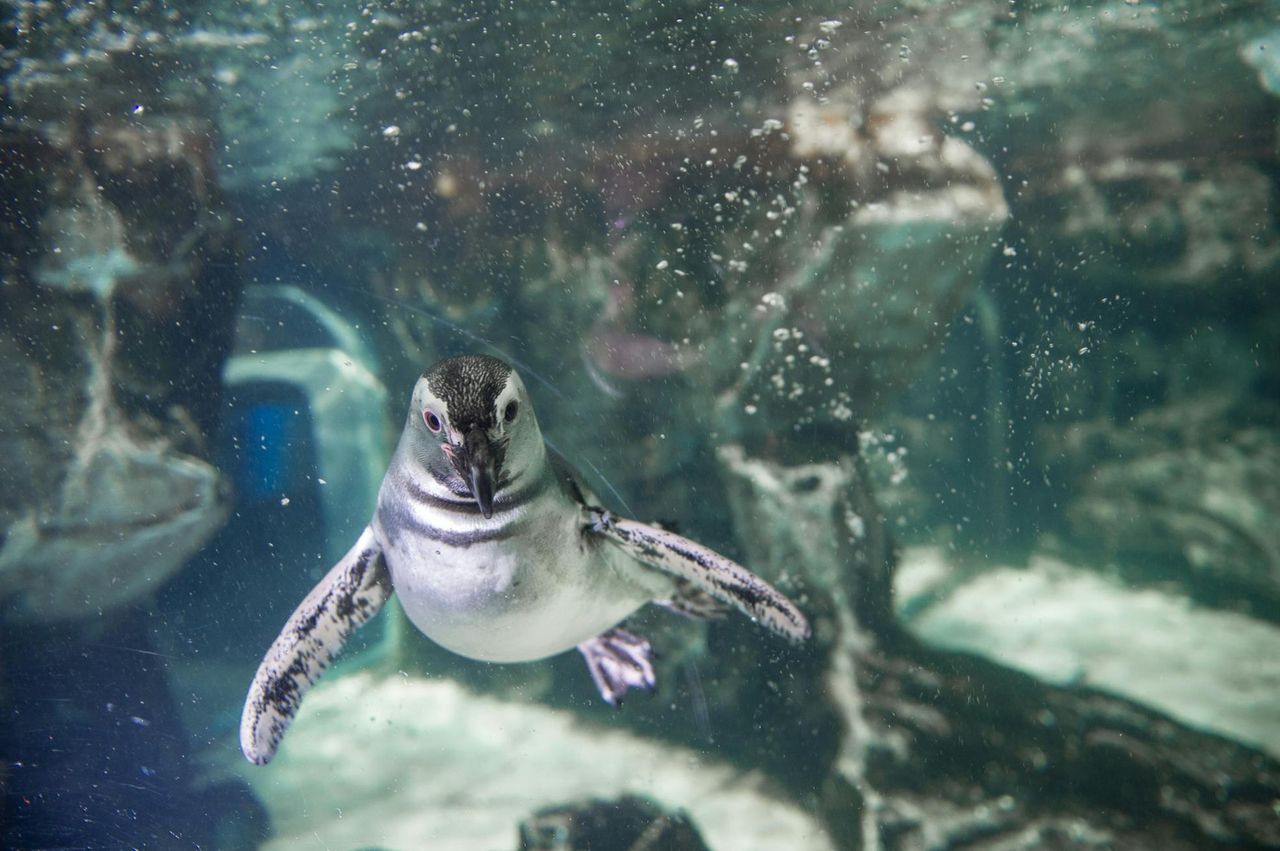 Acquario di Genova: Biglietto d'ingresso + Pranzo o Colazione — 4