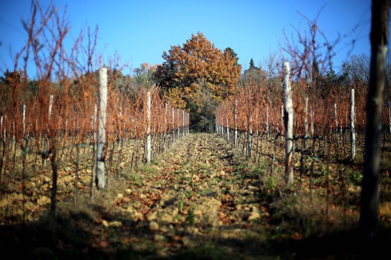 Regione del Chianti: Gita in giornata da Firenze + Tour dei vini in fuoristrada