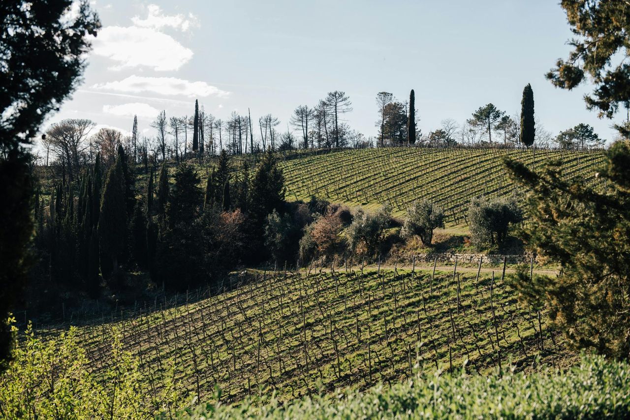 Chianti: tour guidato dei vini da Firenze + degustazione — 5