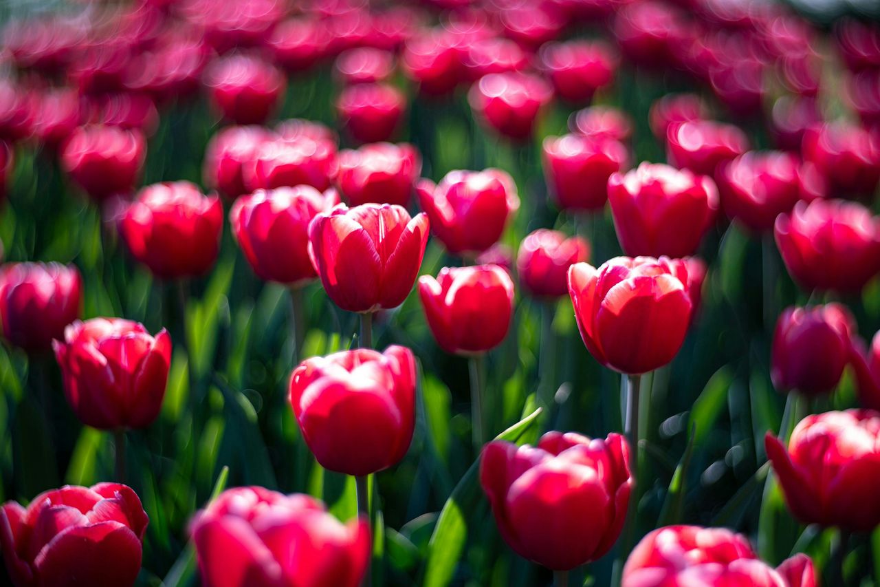 Keukenhof: Ingresso + Trasferimento in autobus di andata e ritorno dalla Torre di A'dam — 4