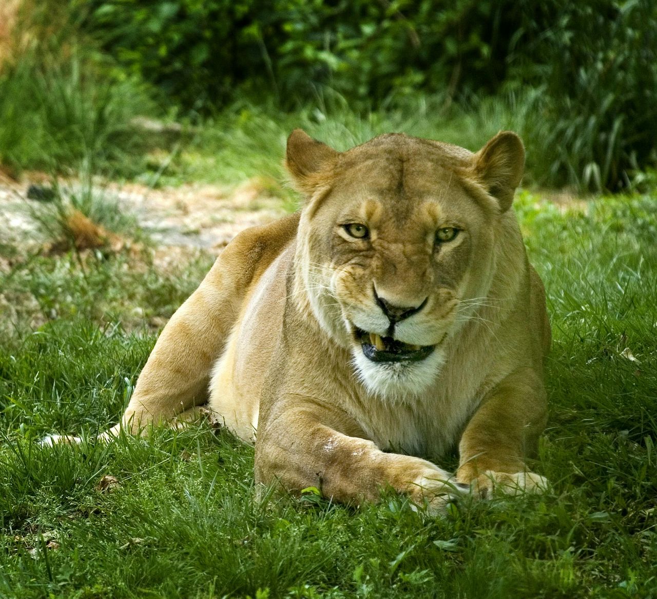 Zoo del Bronx: Biglietto d'ingresso — 8