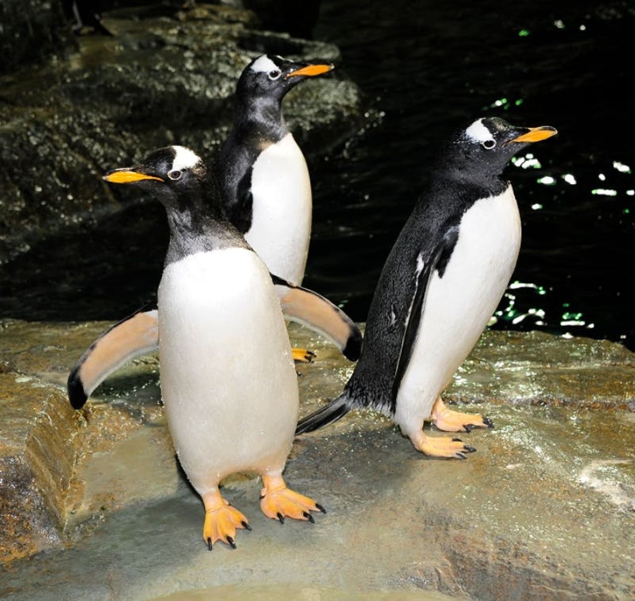 Zoo di Central Park: Biglietto d'ingresso — 3