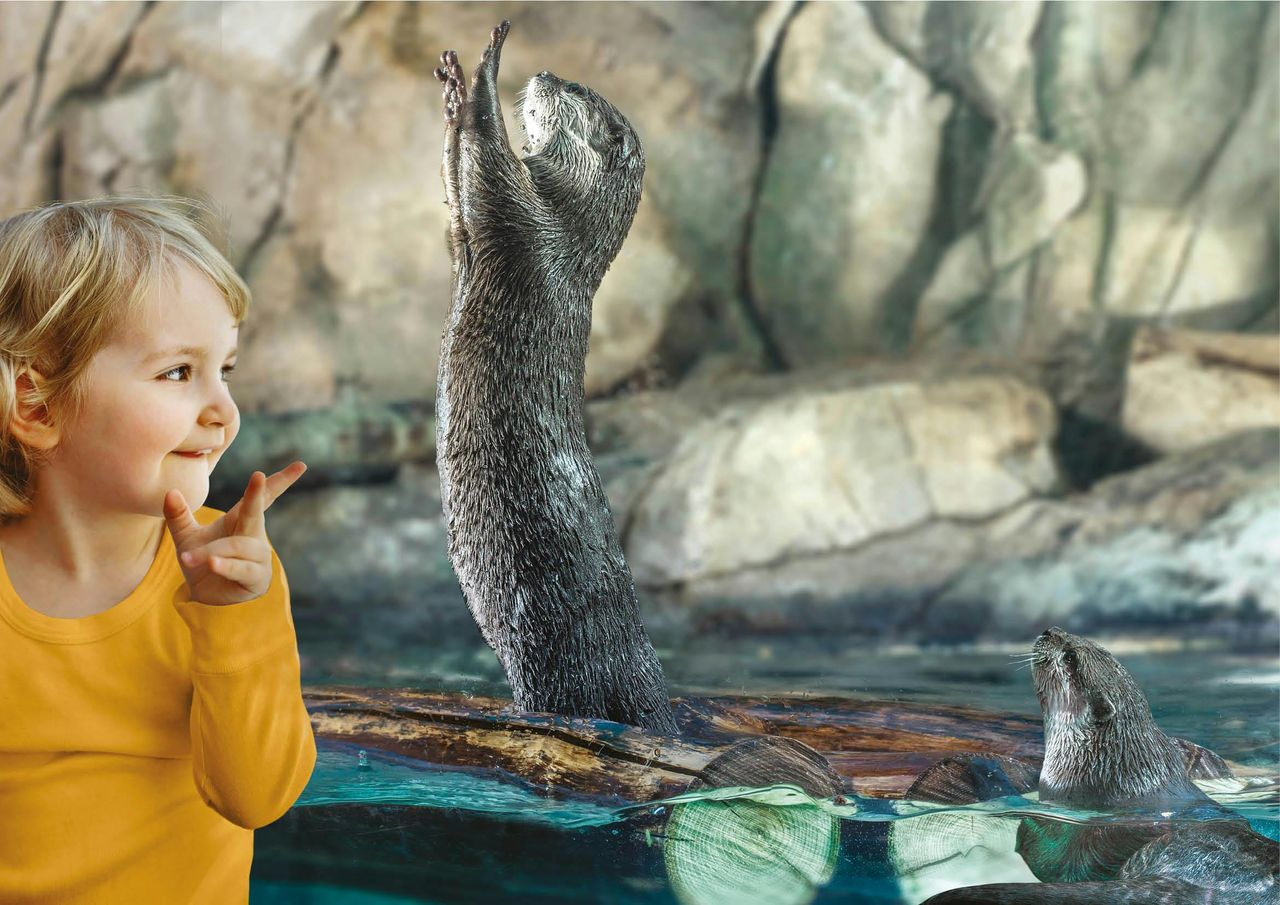 Acquario di Cattolica: Biglietto con accesso rapido — 5