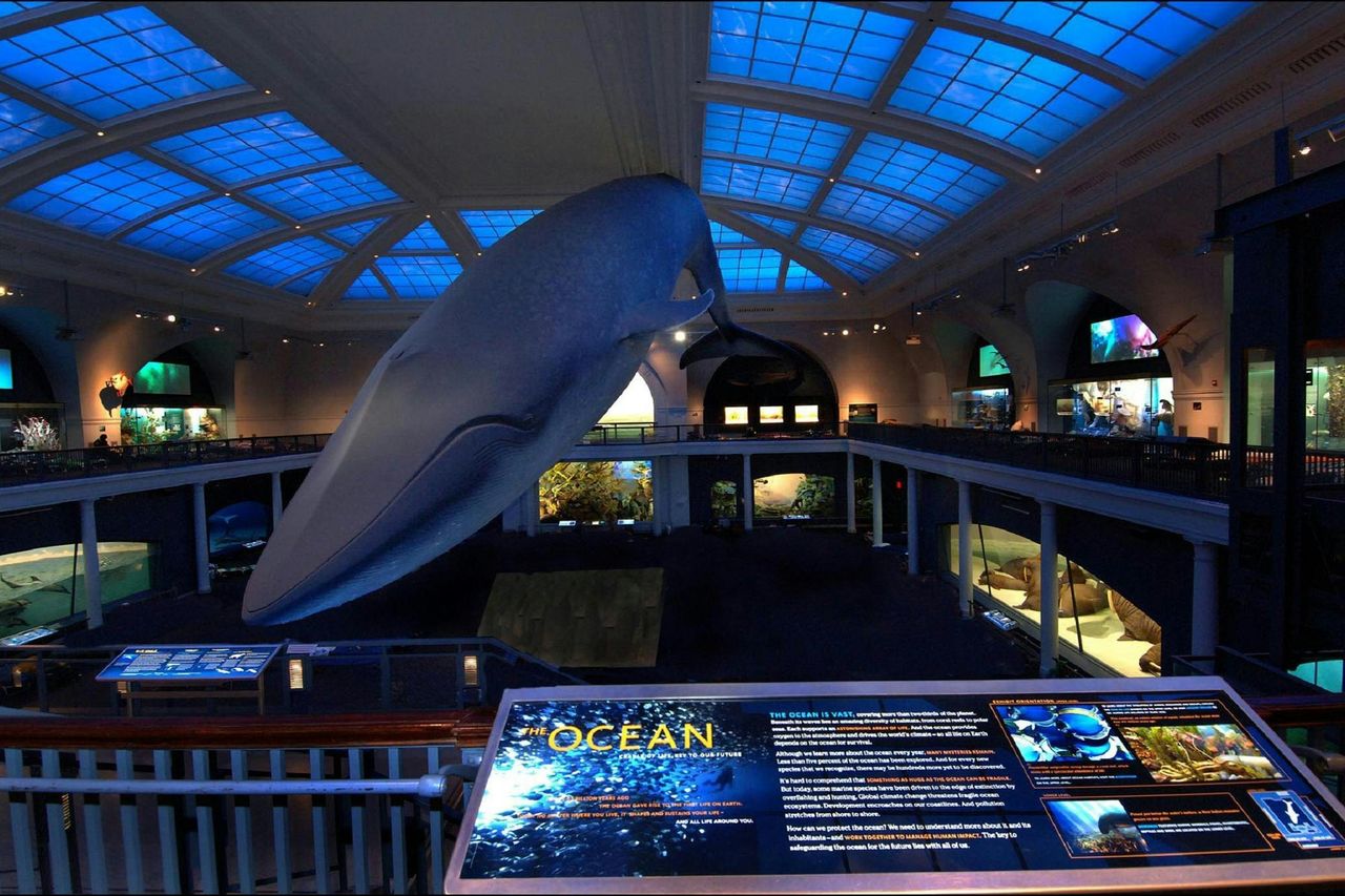 American Museum of Natural History (AMNH): Tutte le mostre con biglietto — 7