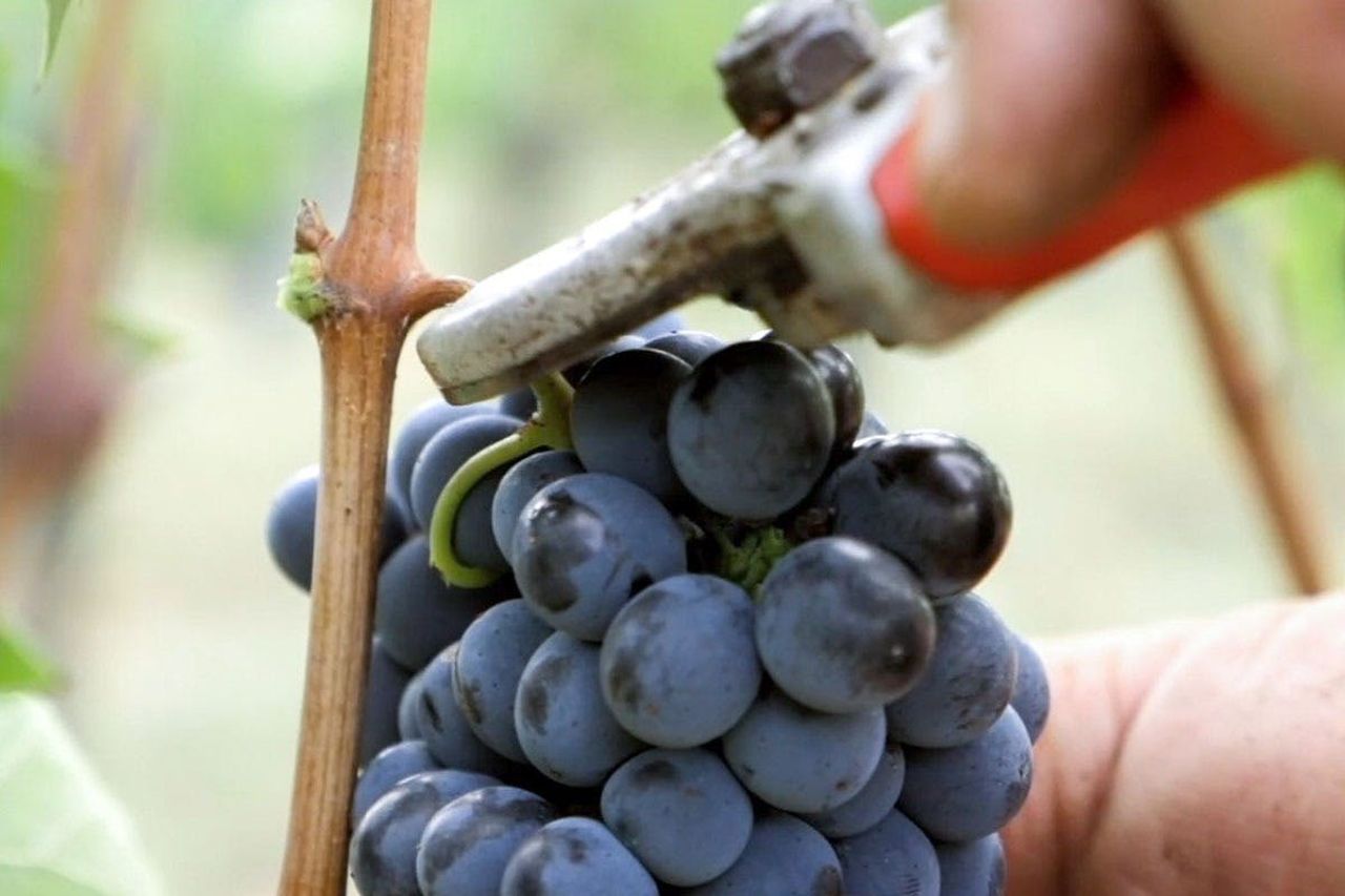 Arezzo: degustazione di vini in Val di Chiana — 3