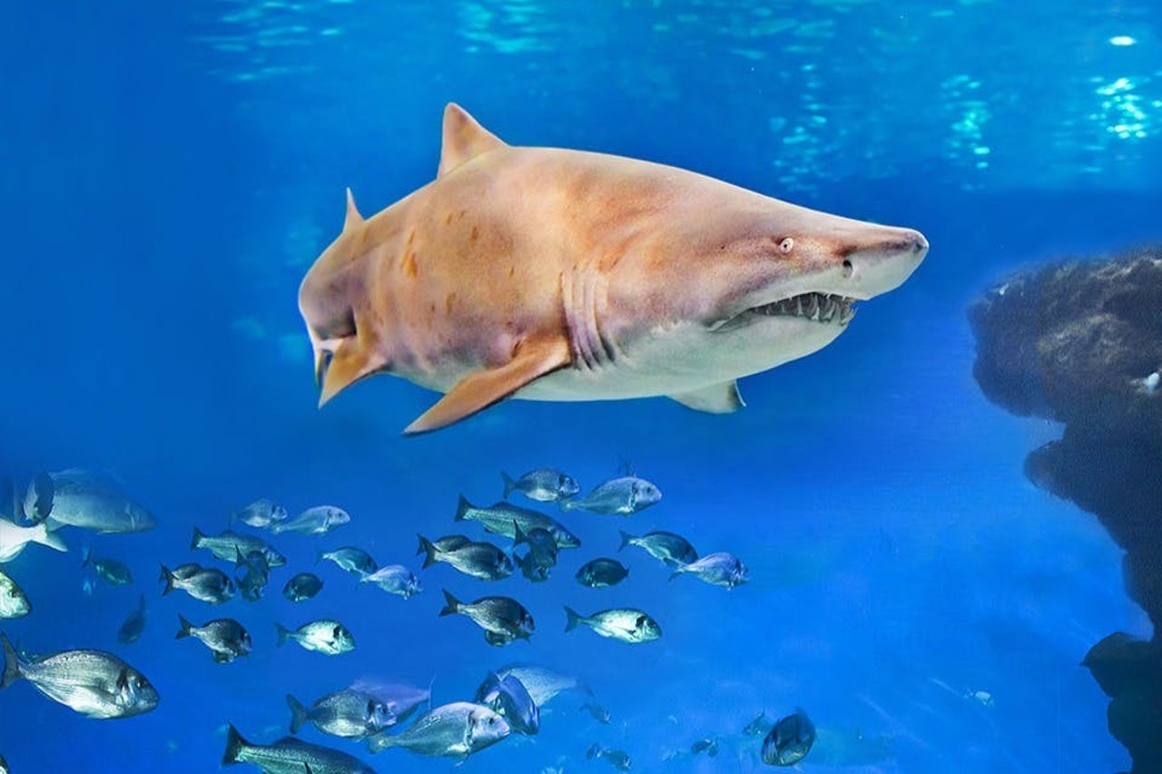 Palma Aquarium: Biglietto salta-coda + Cinema Aquadome 3D opzionale — 5