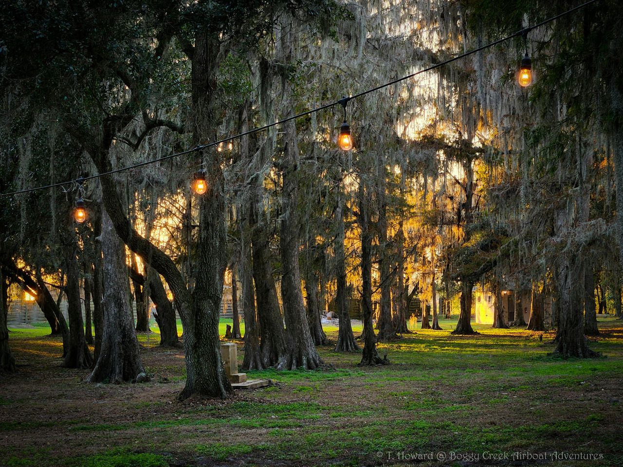 Kissimmee: tour notturno delle Everglades in motoscafo di 1 ora a Boggy Creek — 5