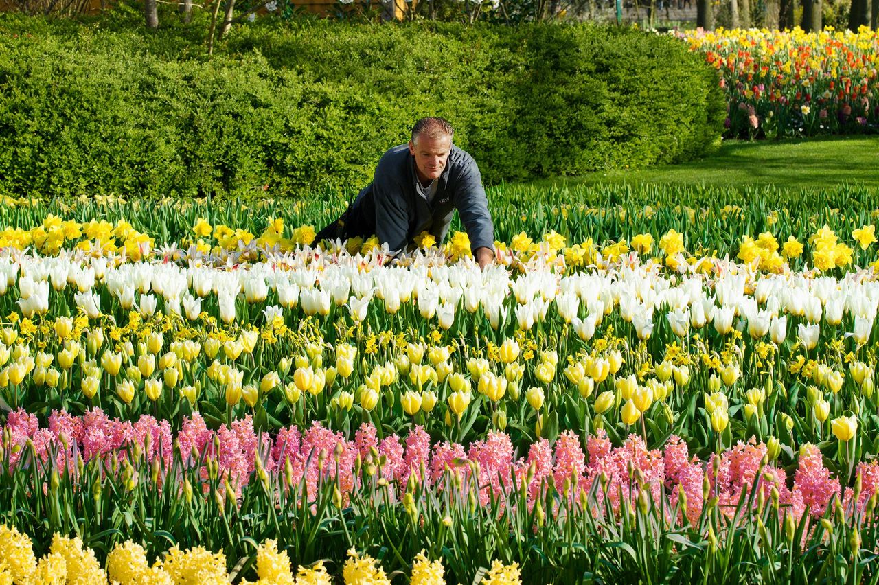 Keukenhof: Ingresso + Trasferimento in autobus di andata e ritorno dalla Torre di A'dam — 3