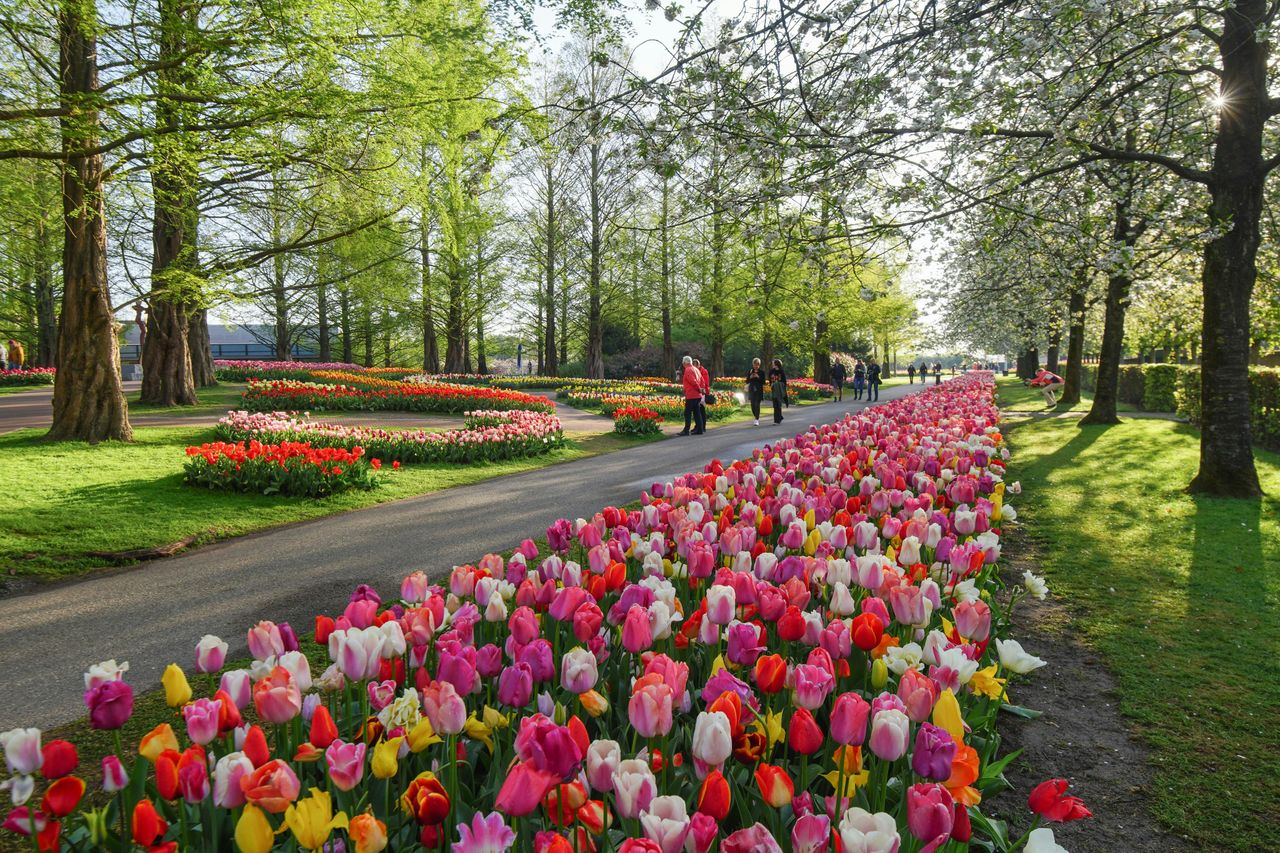 Keukenhof: Trasferimento in autobus di andata e ritorno — 3