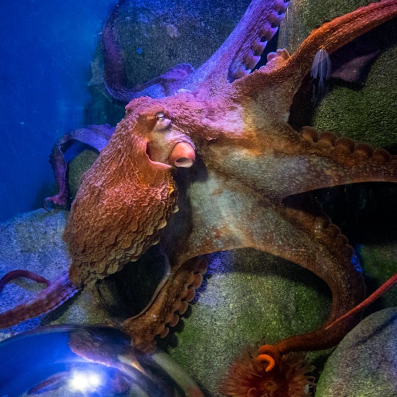Acquario di New York: Biglietto d'ingresso — 3