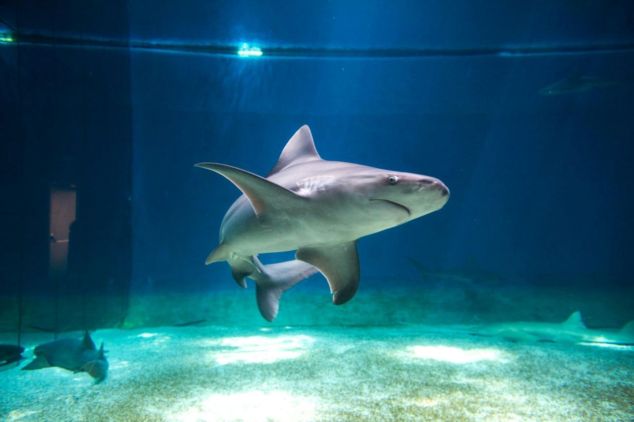 Pass Mare: Biglietto d'ingresso all'Acquario di Genova e al Museo Galata + Tour in barca del porto