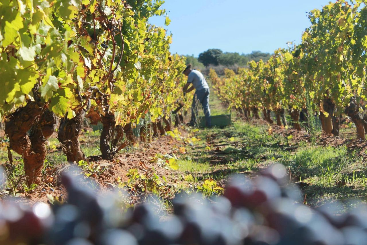 Bodega Doña Felisa: Tour Guidato e Degustazione di Vino o Pranzo — 6