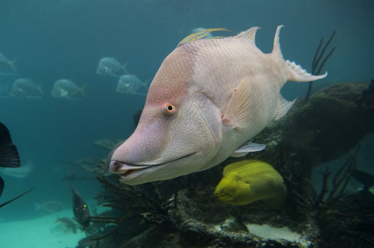 Acquario di New York: Biglietto d'ingresso — 6