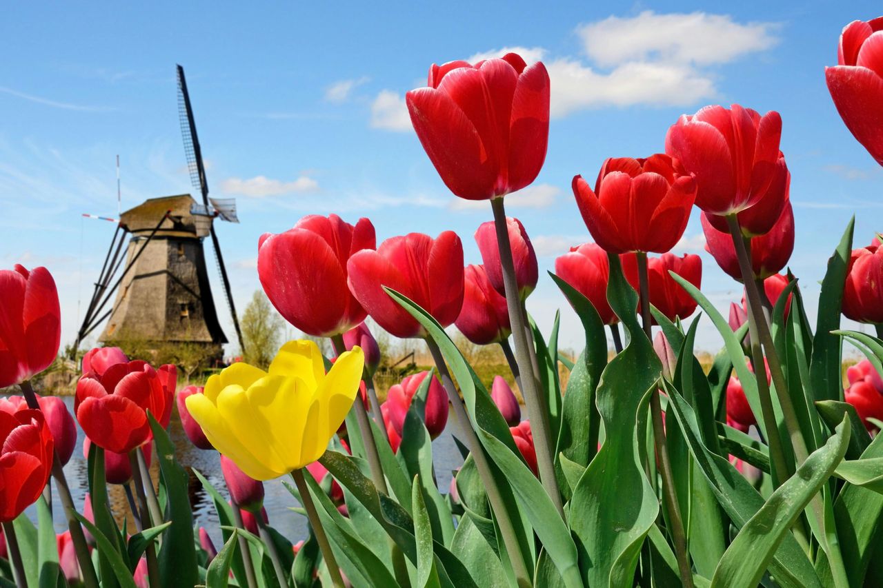 Keukenhof: Ingresso + autobus dalla Torre di A'dam
