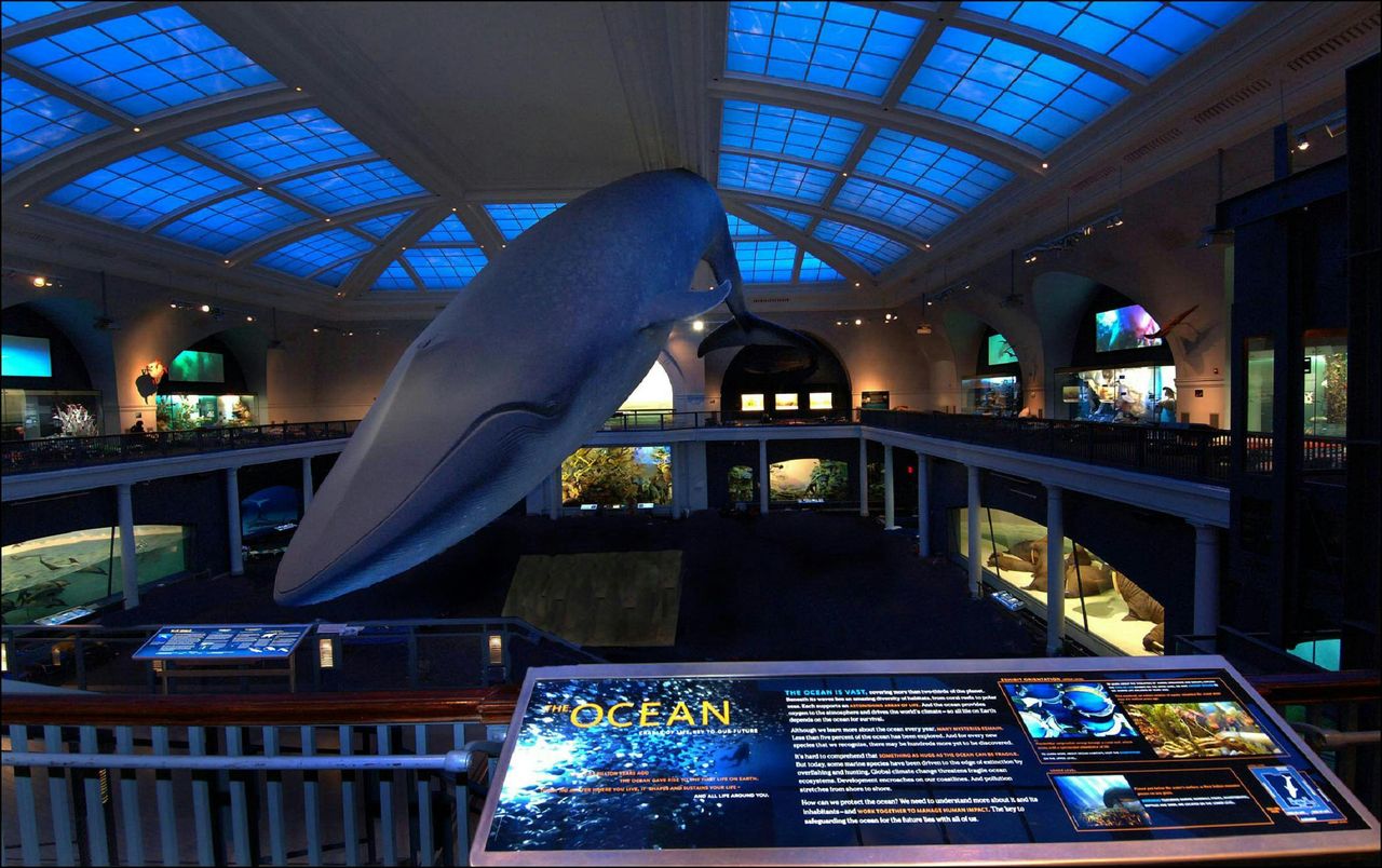 American Museum of Natural History (AMNH): Biglietto d'ingresso — 9