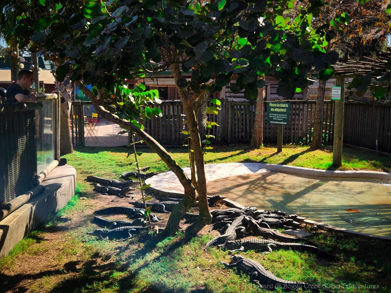 Kissimmee: tour in motoscafo delle Everglades di 30 minuti a Boggy Creek — 2