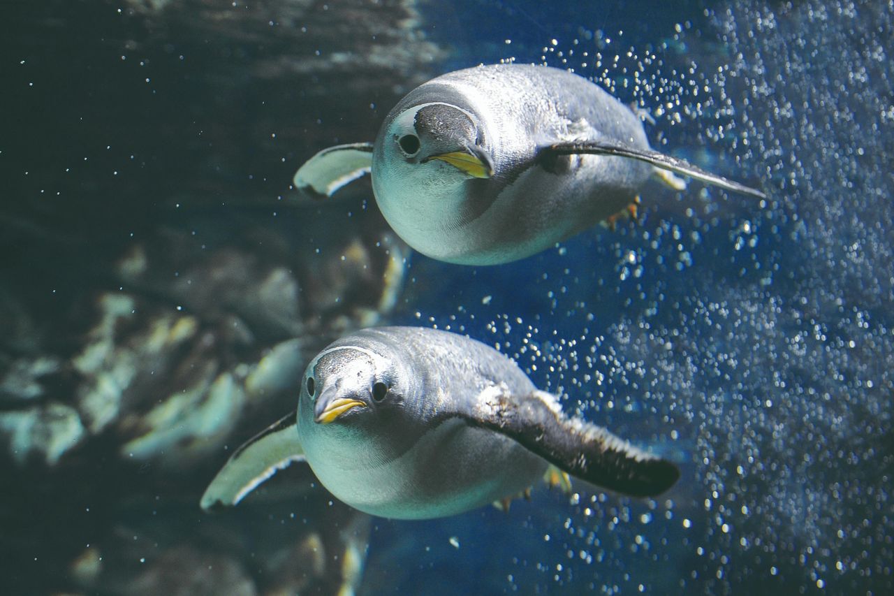 Acquario di Genova: Biglietto d'ingresso + Degustazione di focaccia — 3