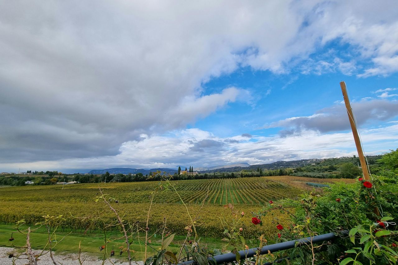 Lago di Garda: Degustazione di vini + Tour dei vigneti di Bardolino