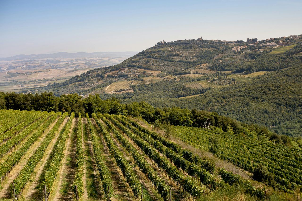 Azienda vinicola Corte Pavone: Picnic con vino e cibo + visita guidata al vigneto — 8