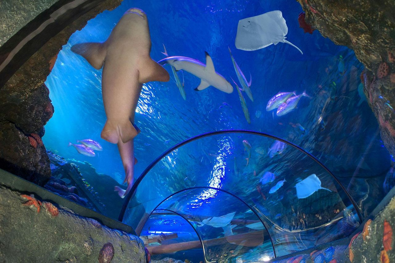 Gardaland SEA LIFE Aquarium: Biglietto d'ingresso — 5