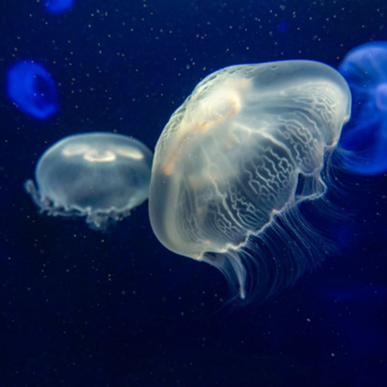 Acquario di New York: Biglietto d'ingresso — 5