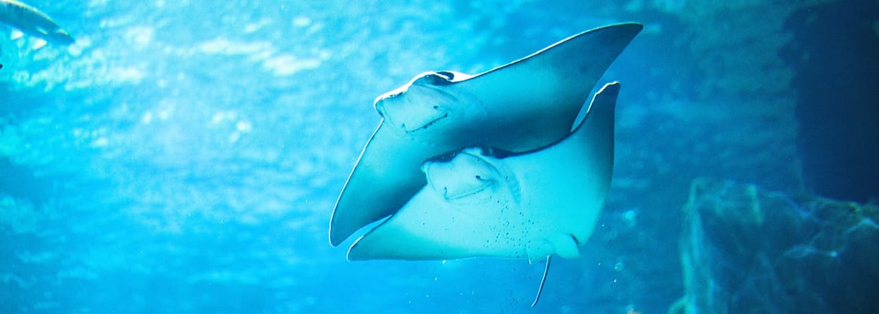 Gardaland SEA LIFE Aquarium: Biglietto d'ingresso — 7