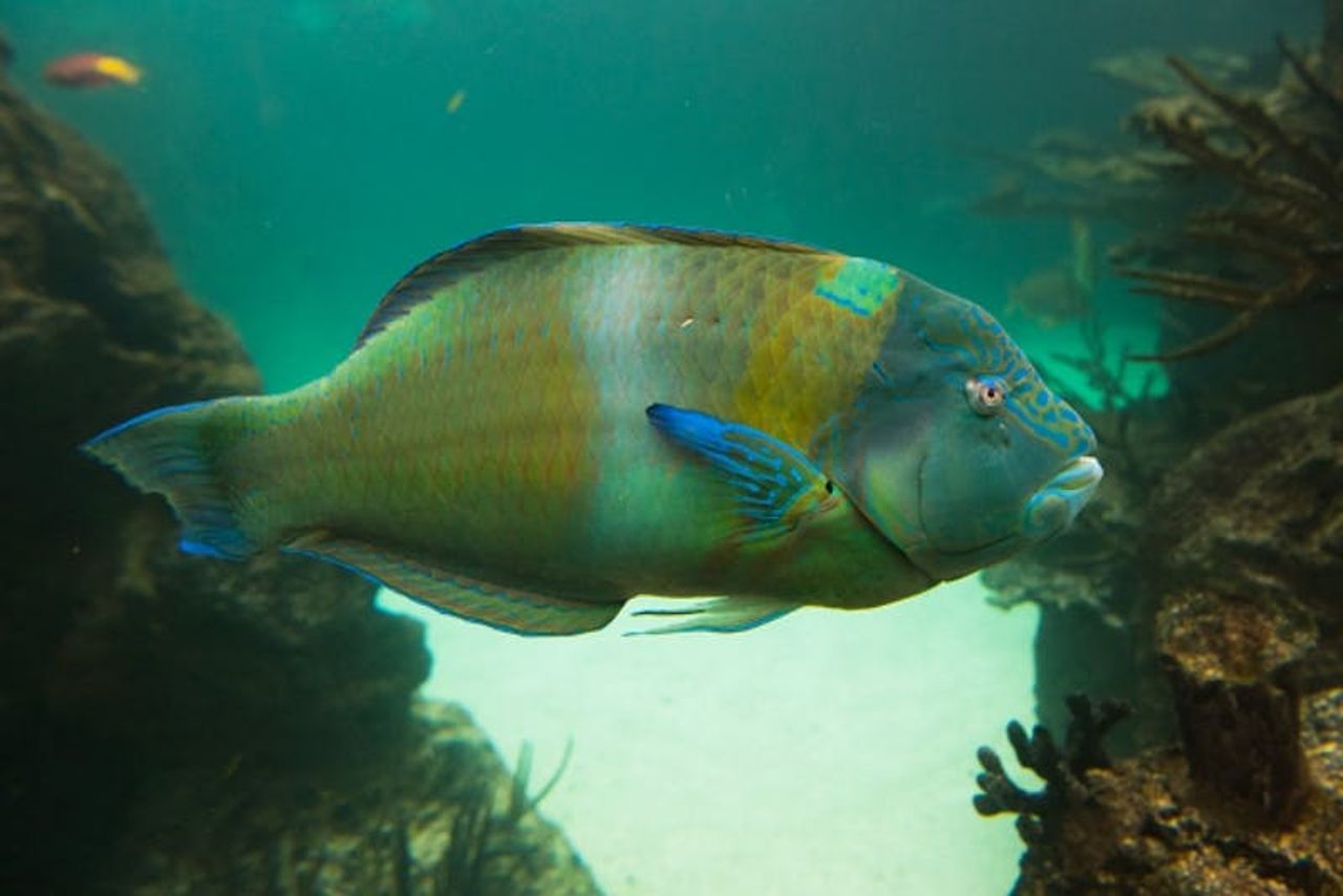 Acquario di New York: Biglietto d'ingresso — 2