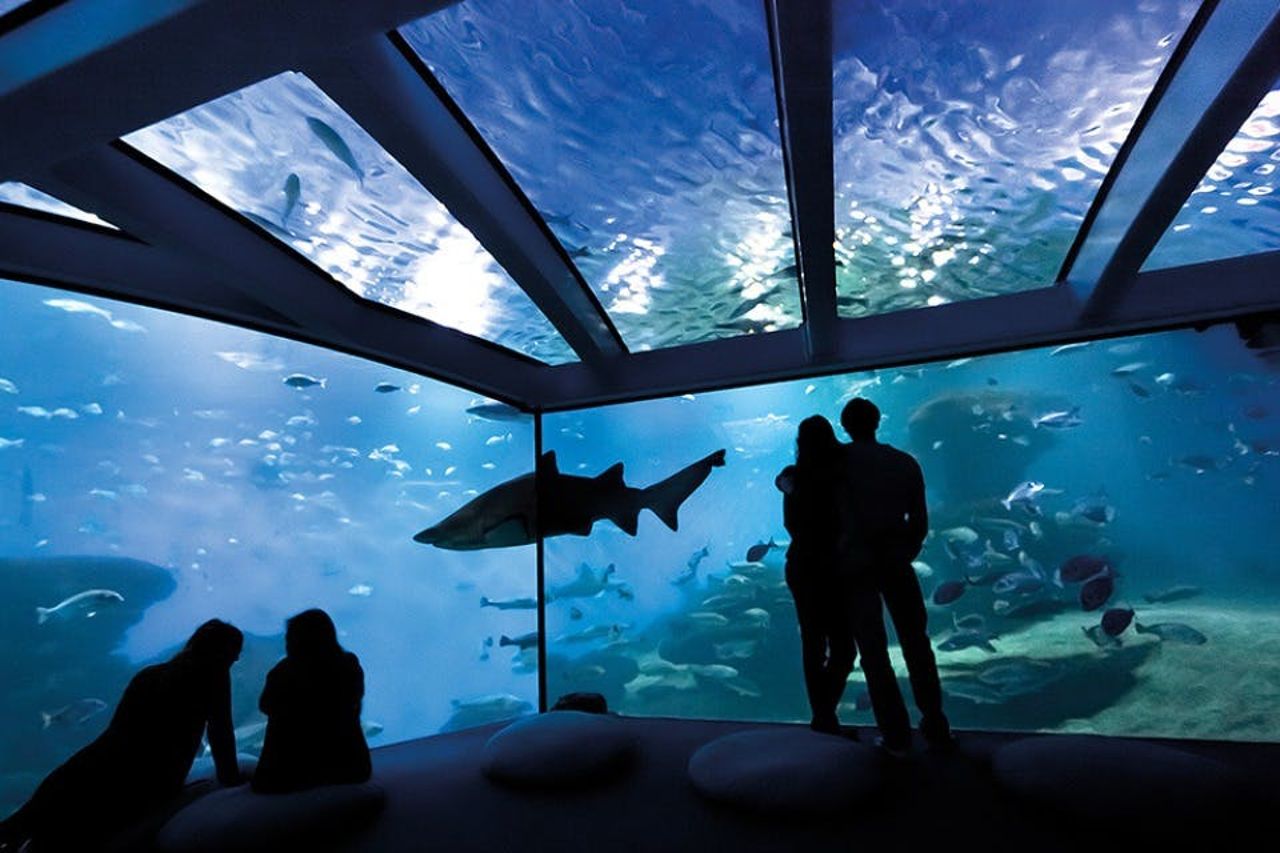 Palma Aquarium: Biglietto salta-coda + Cinema Aquadome 3D opzionale — 7
