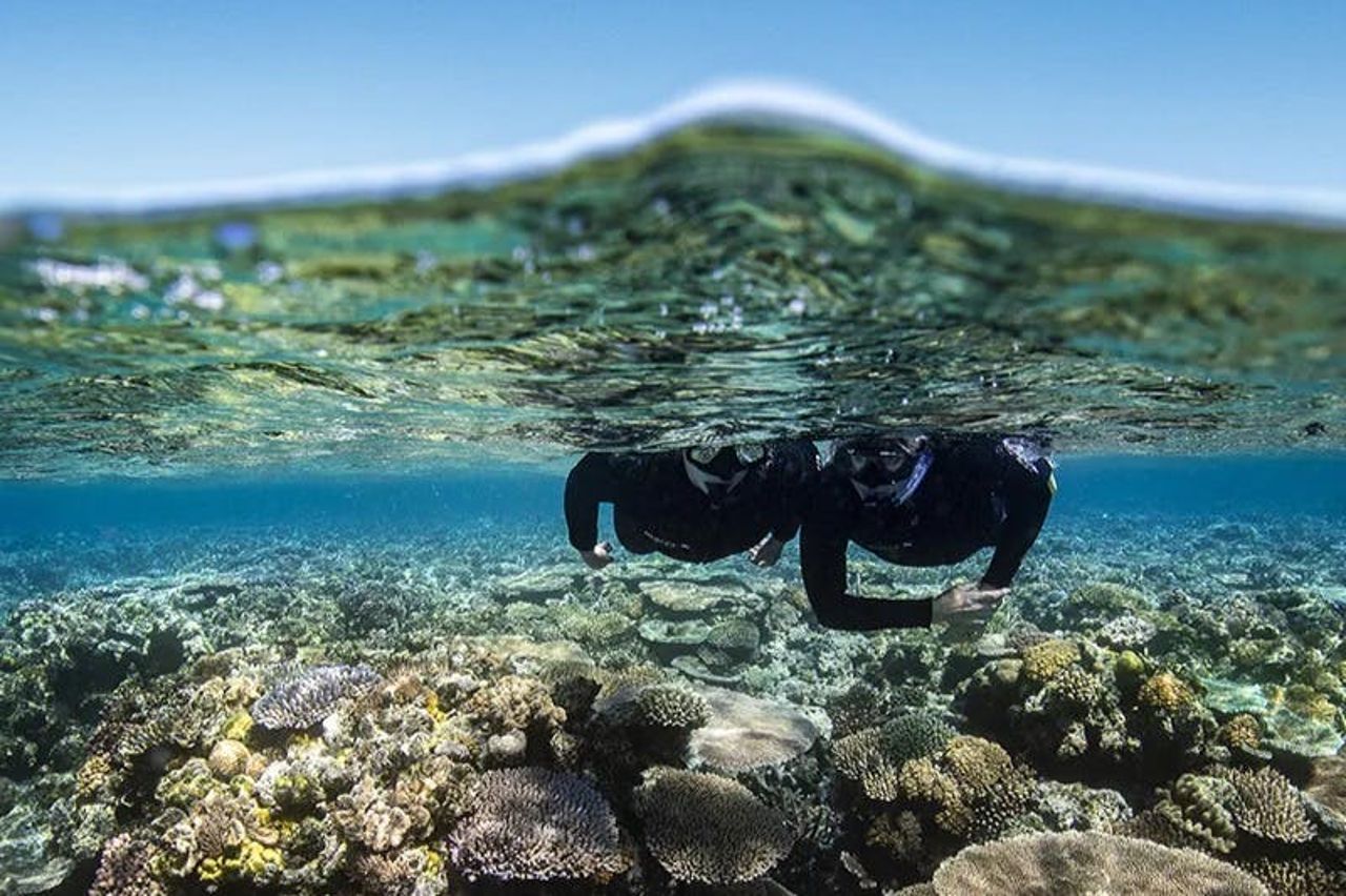Grande barriera corallina e spiaggia di Whitehaven: Tour guidato per lo snorkeling — 2