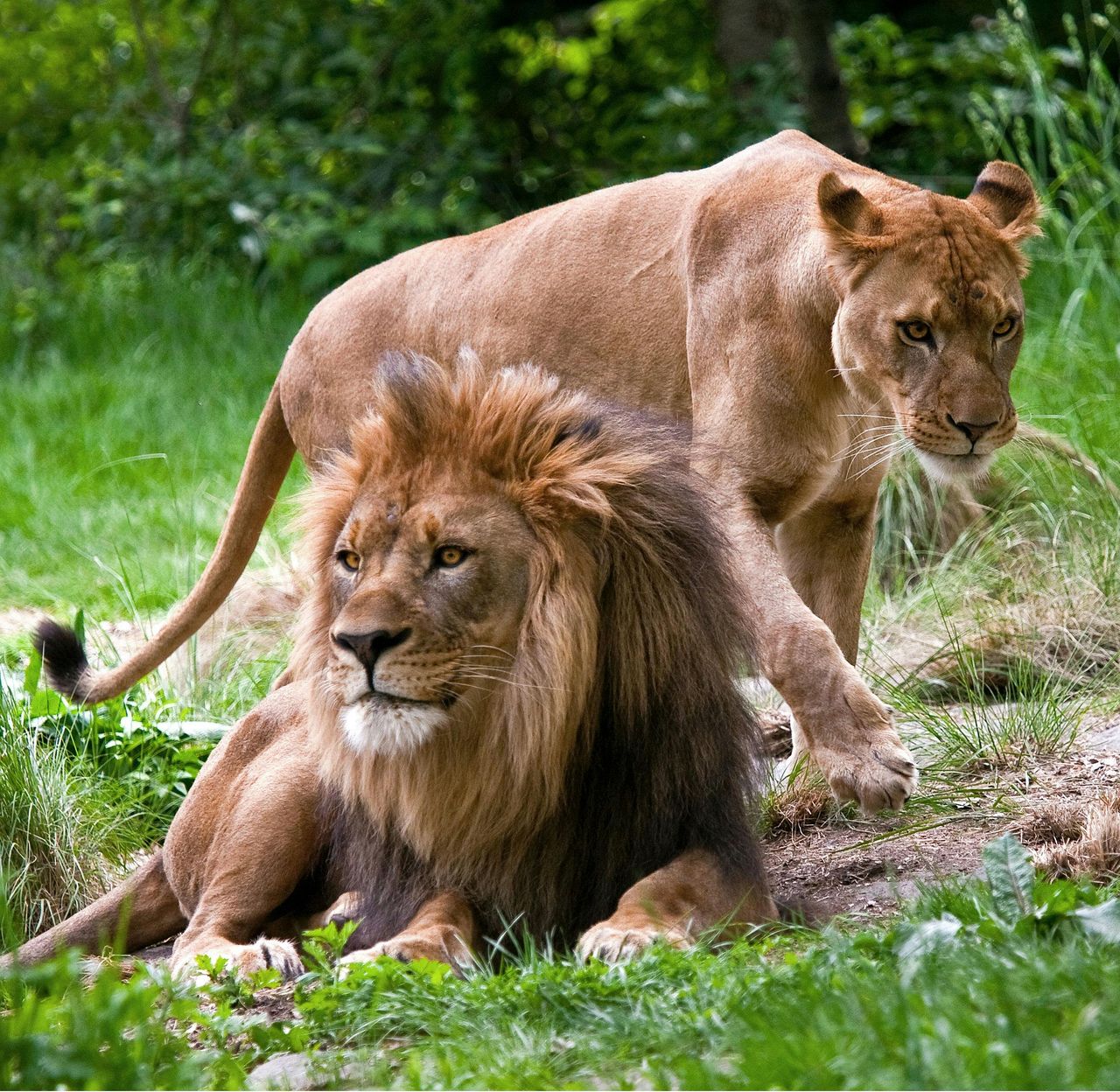 Zoo del Bronx: Biglietto d'ingresso — 2