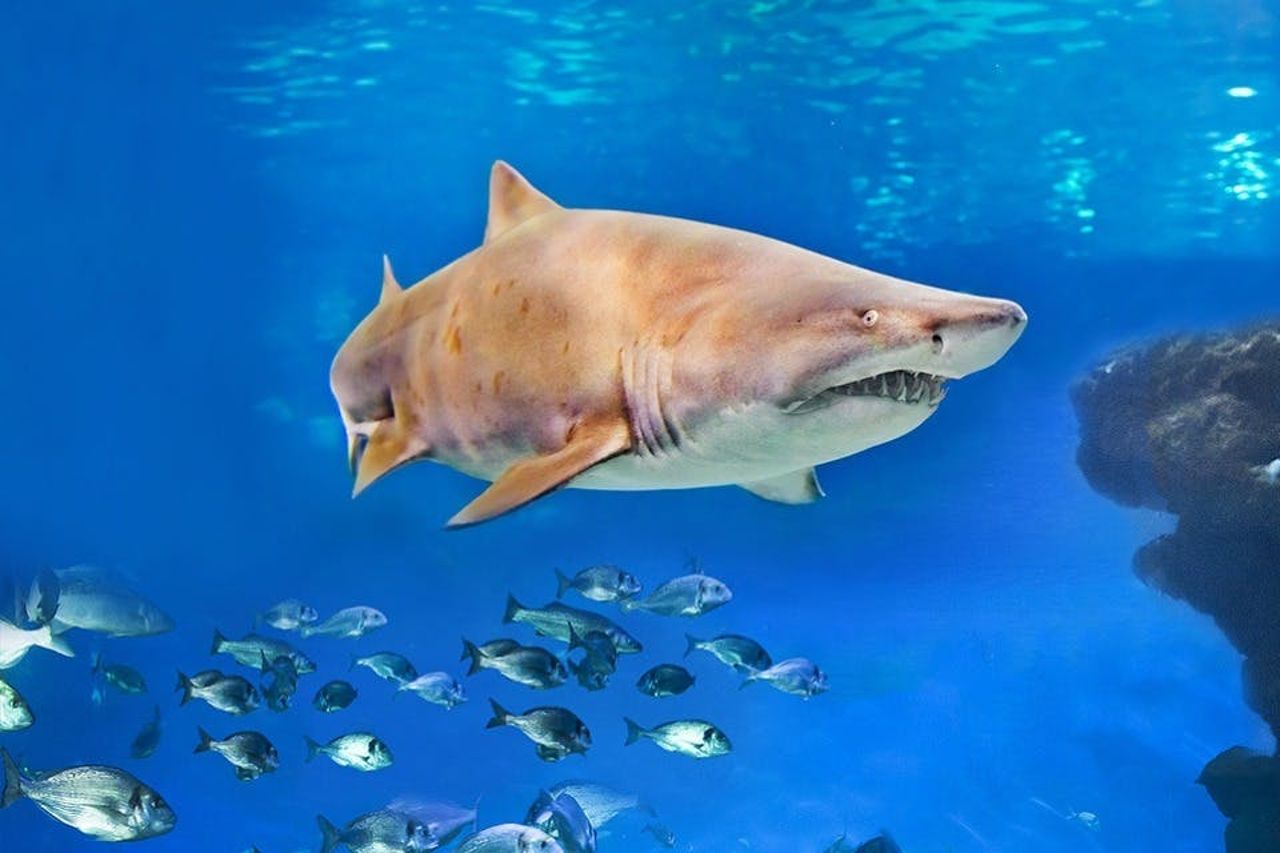 Acquario di Palma: Biglietto d'ingresso + trasferimento dalla zona di Calvià — 2