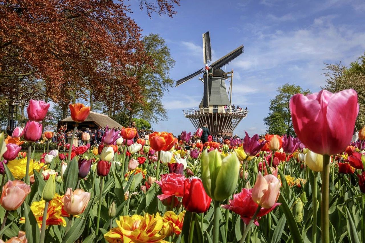 Keukenhof: Tour in autobus + crociera sul canale + audioguida