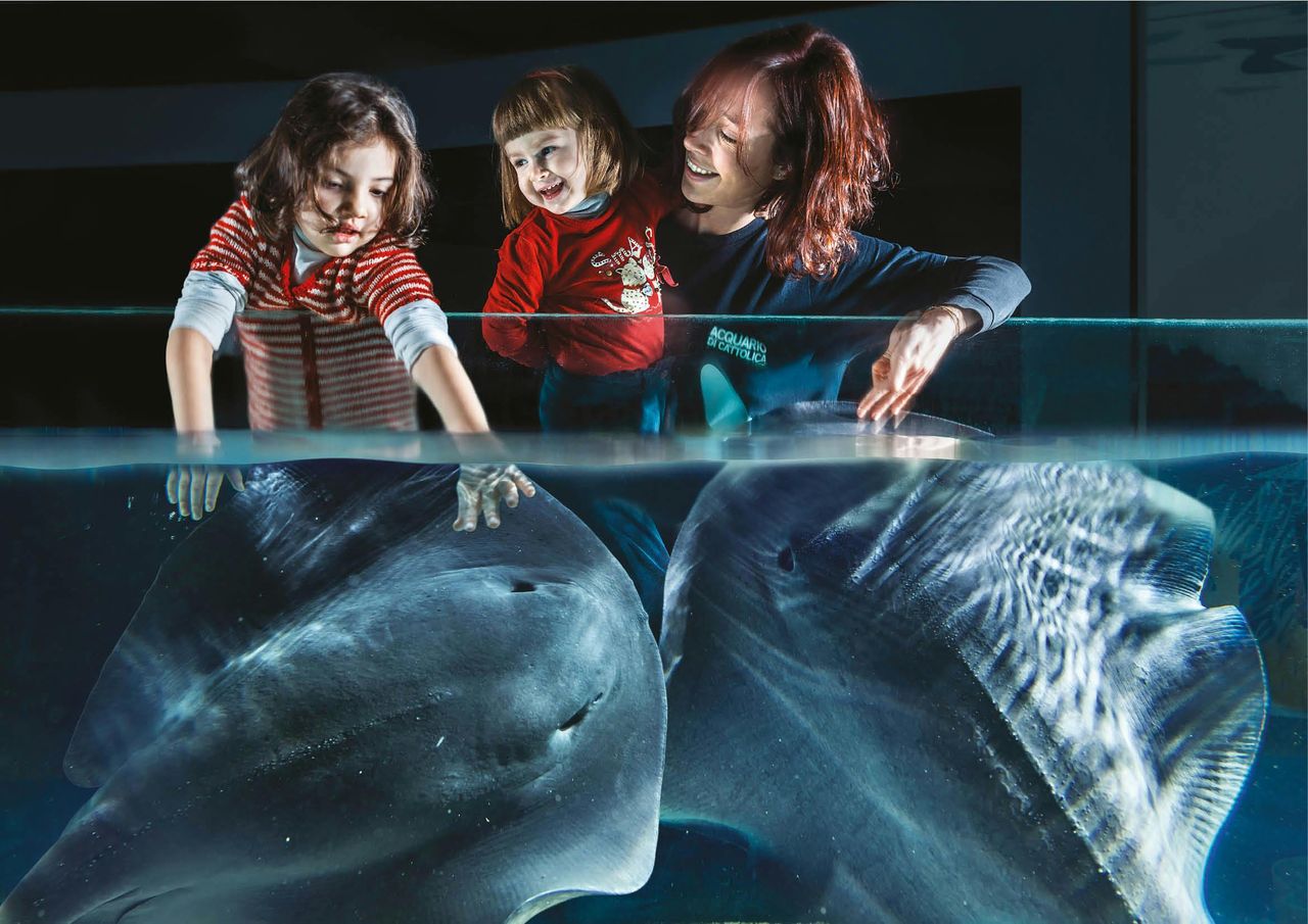 Acquario di Cattolica: Biglietto con accesso rapido — 3