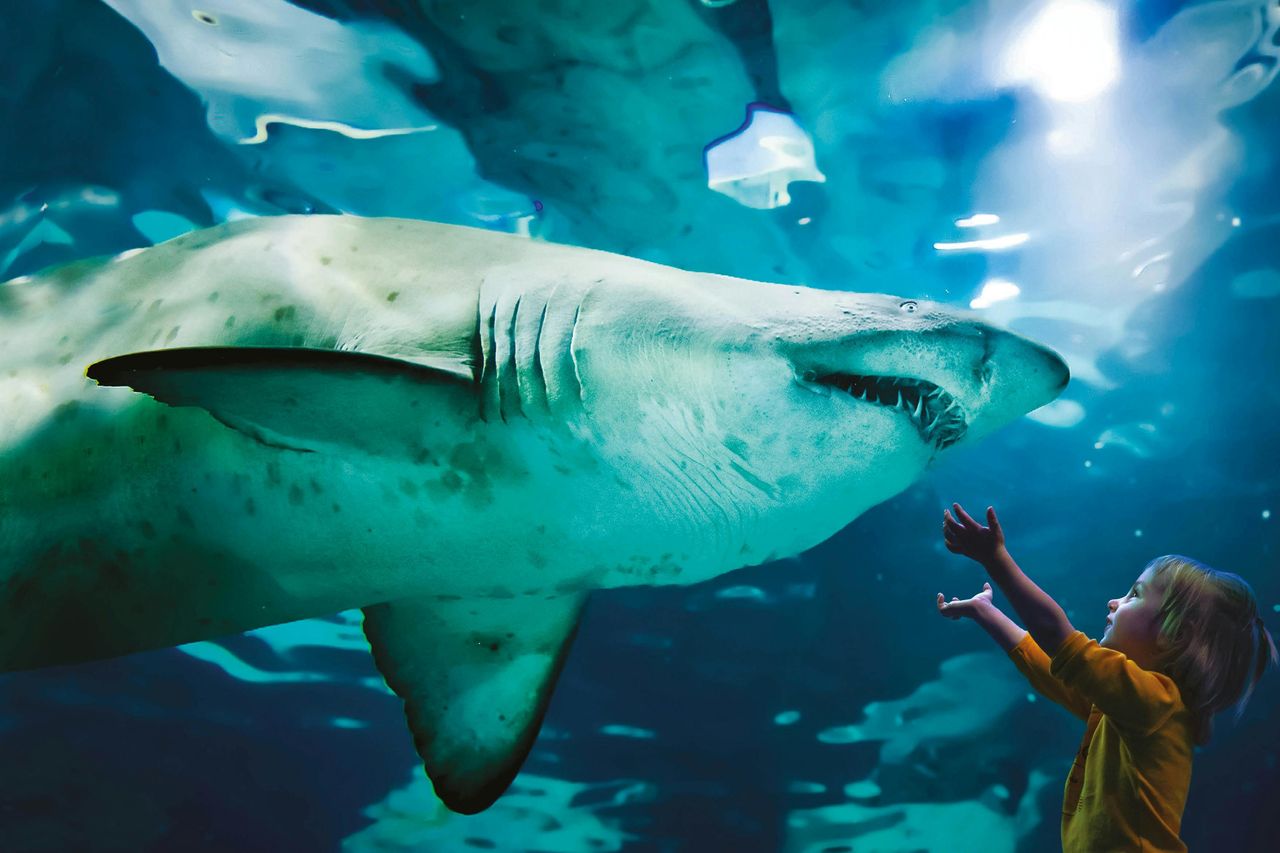 Acquario di Cattolica: Biglietto con accesso rapido — 4