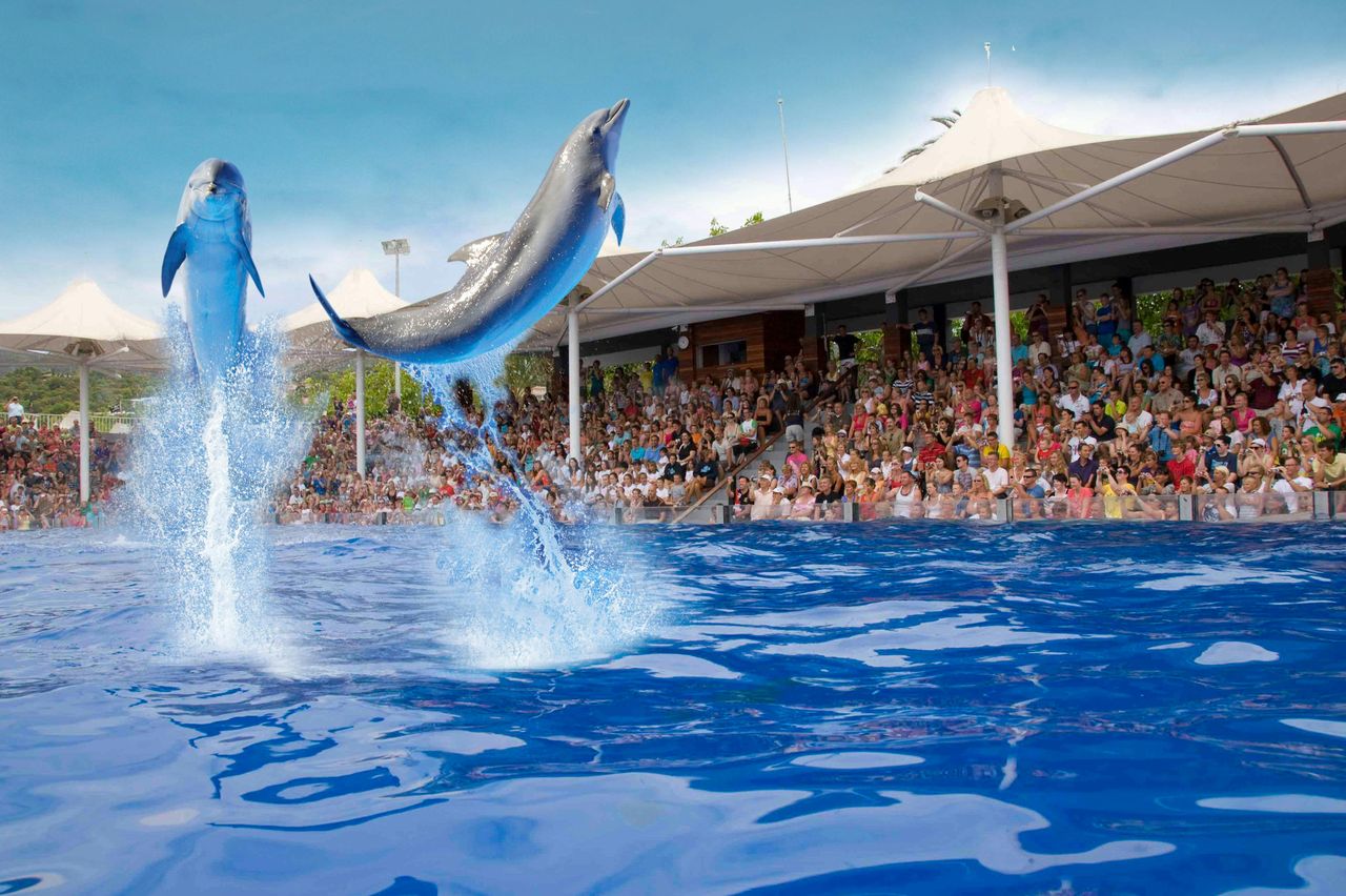 Marineland Mallorca: Biglietto salta-coda — 8