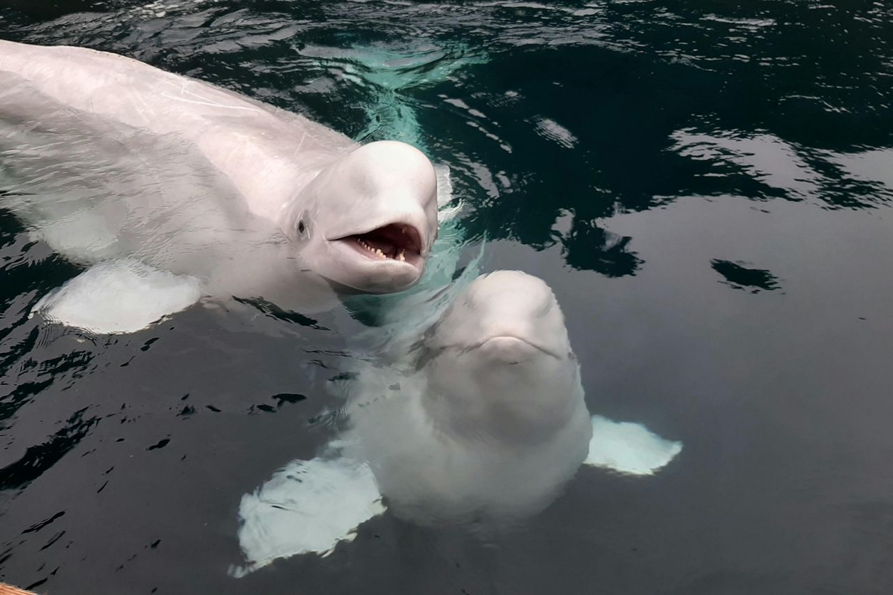 Sea Life Trust Beluga Whale Sanctuary: Salvataggio e acquario delle pulcinelle di mare
