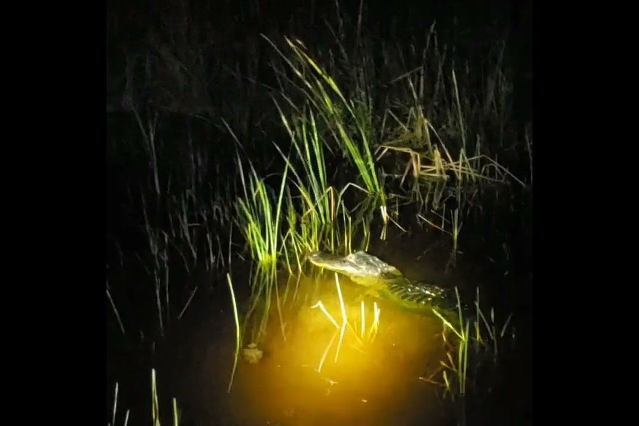 Fort Lauderdale: Avventura in motoscafo nelle Everglades della durata di 60 minuti Gator Nights — 3