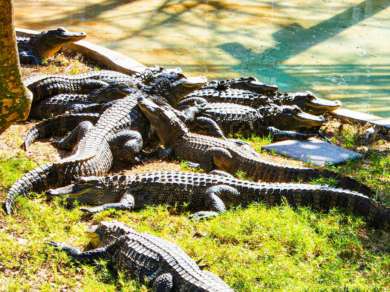 Kissimmee: tour in motoscafo delle Everglades di 30 minuti a Boggy Creek — 5