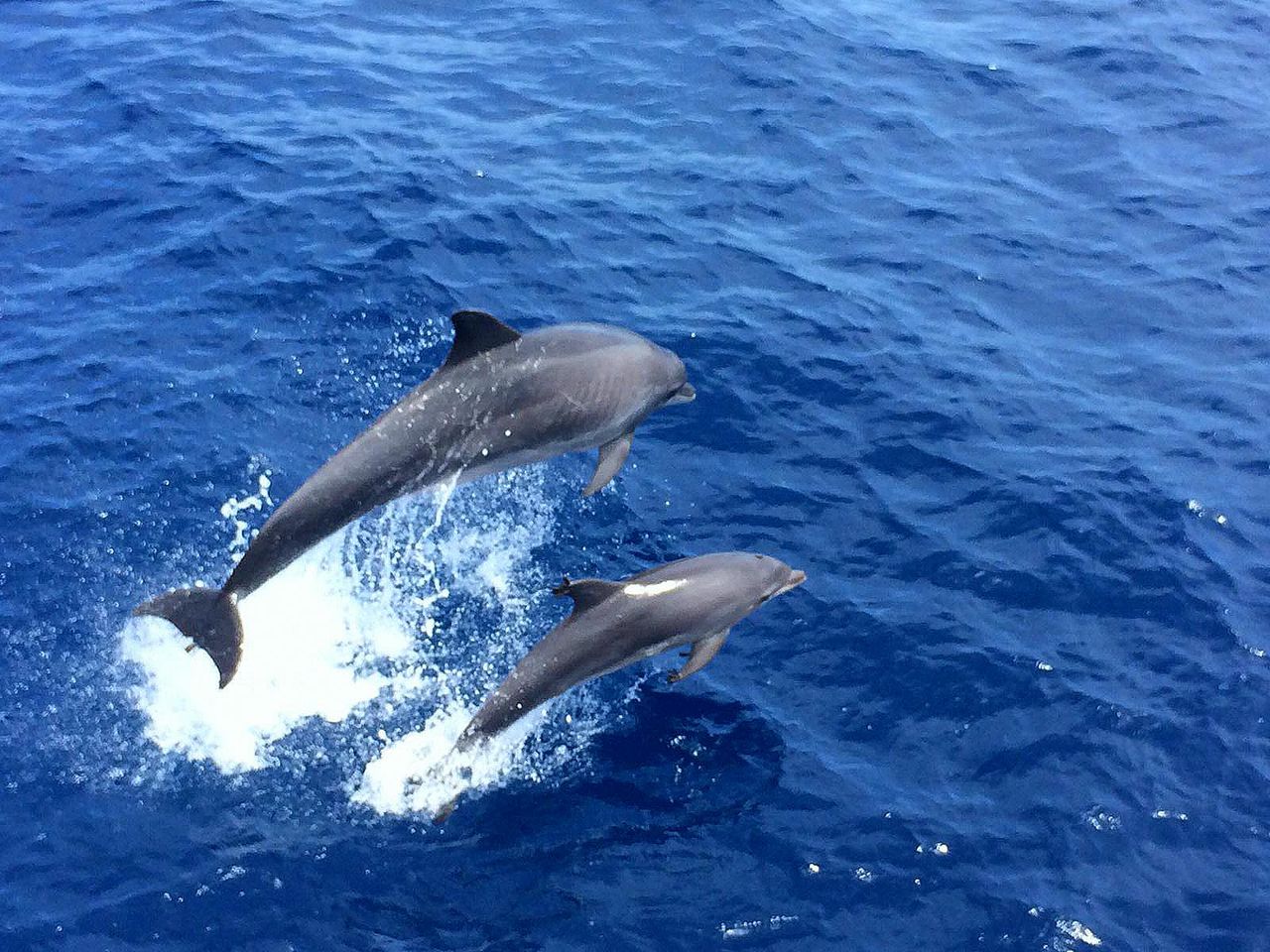 Maiorca: Tour in barca con osservazione dei delfini da Paguera — 2