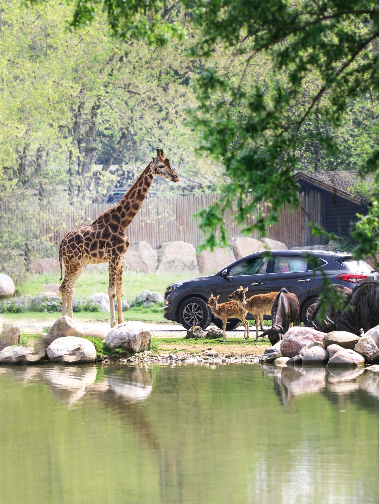 Parco Natura Viva: Biglietto a data aperta