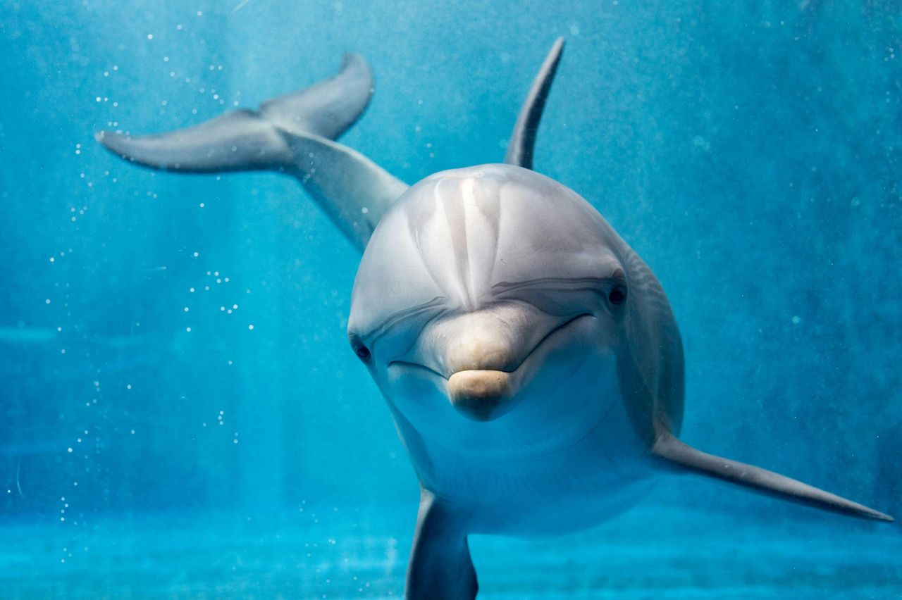 Marineland Mallorca: Biglietto salta-coda — 7