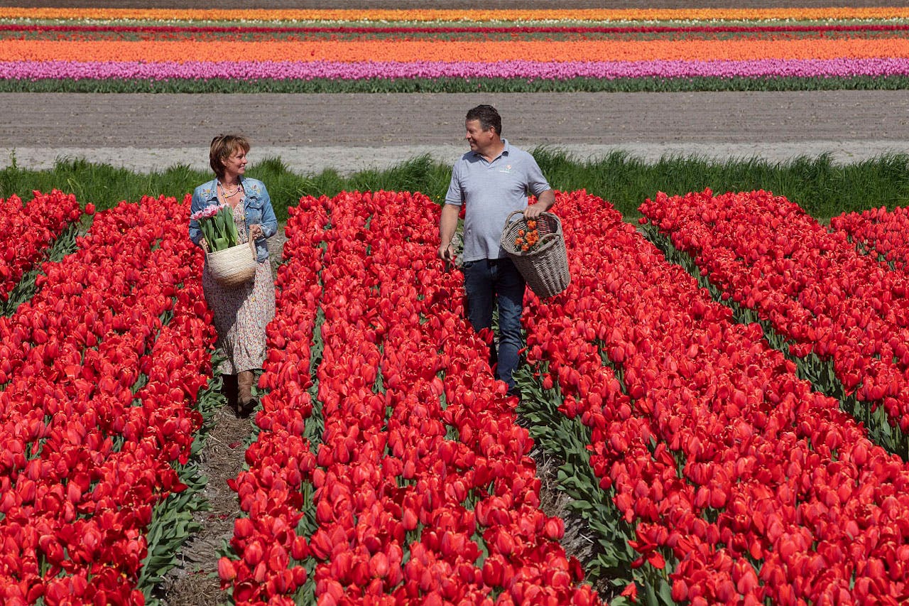 Keukenhof: Tour + Fattoria dei tulipani + Tour in barca dei mulini a vento