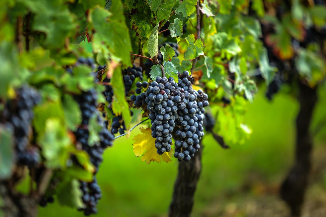 Villaggio di Saint-Émilion: Tour del Vino di Mezza Giornata da Bordeaux
