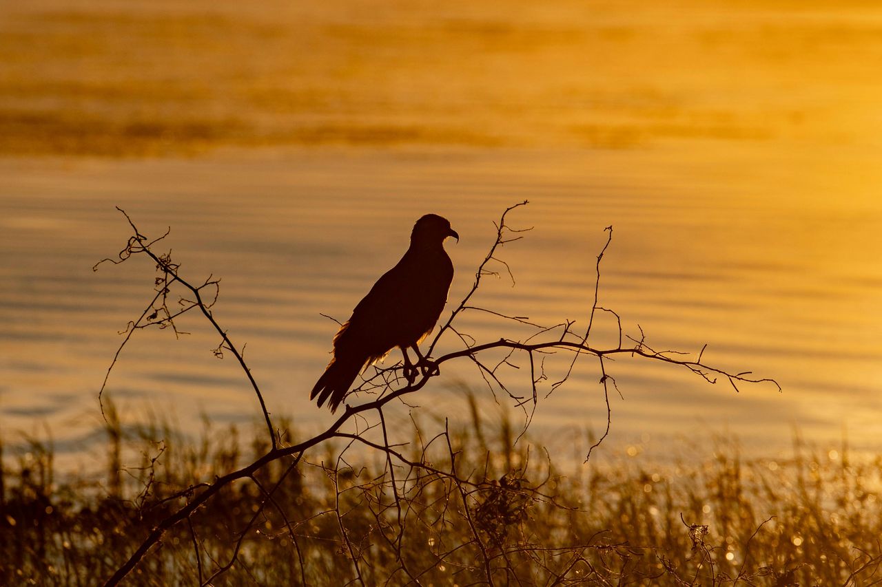 Kissimmee: tour in motoscafo delle Everglades al tramonto di Boggy Creek della durata di 1 ora — 5