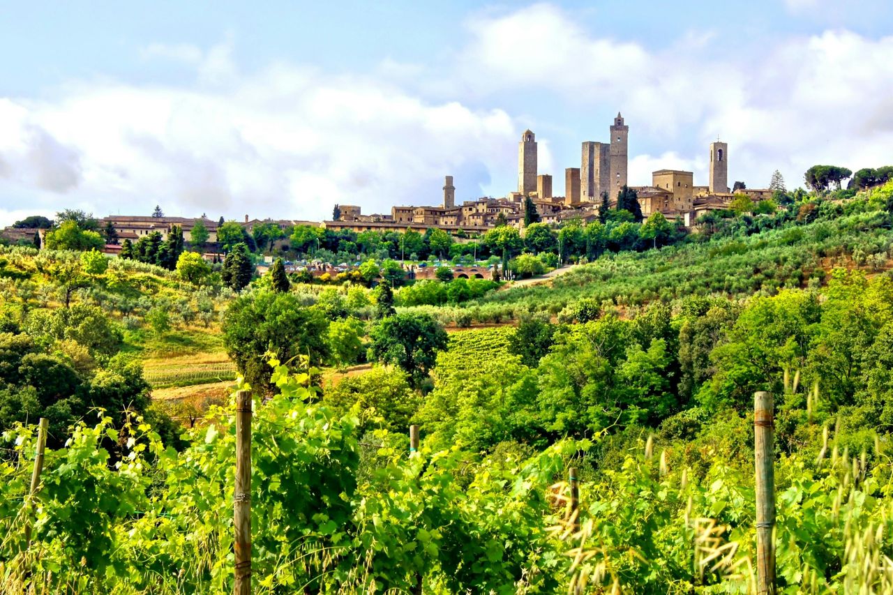 Pisa, Siena e San Gimigniano: Gita in giornata da Firenze + Degustazione vini — 9