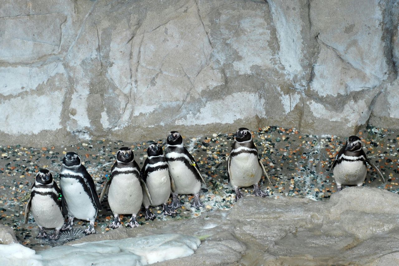 Pass Mare: Biglietto d'ingresso all'Acquario di Genova e al Museo Galata + Tour in barca del porto — 3