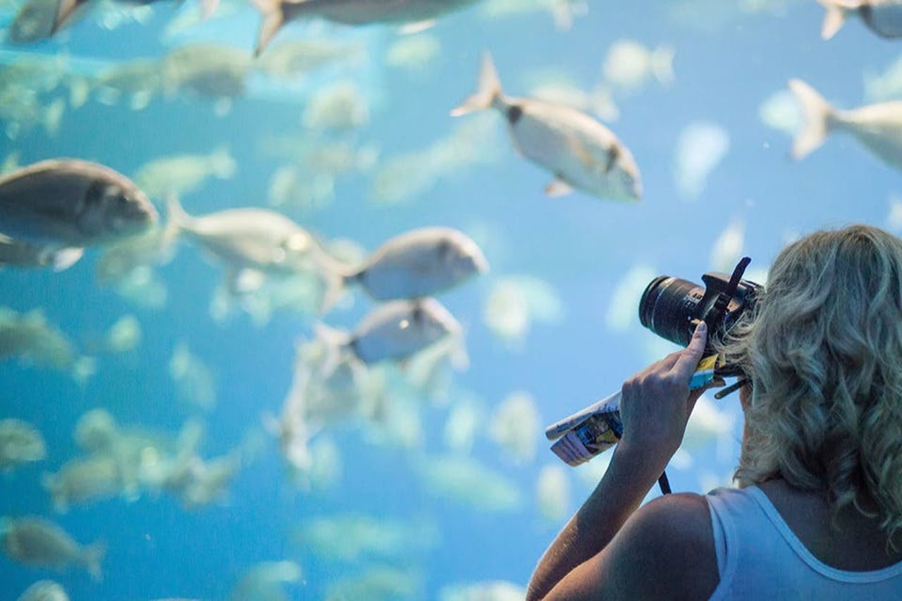 Palma Aquarium: Biglietto salta-coda + Cinema Aquadome 3D opzionale — 8