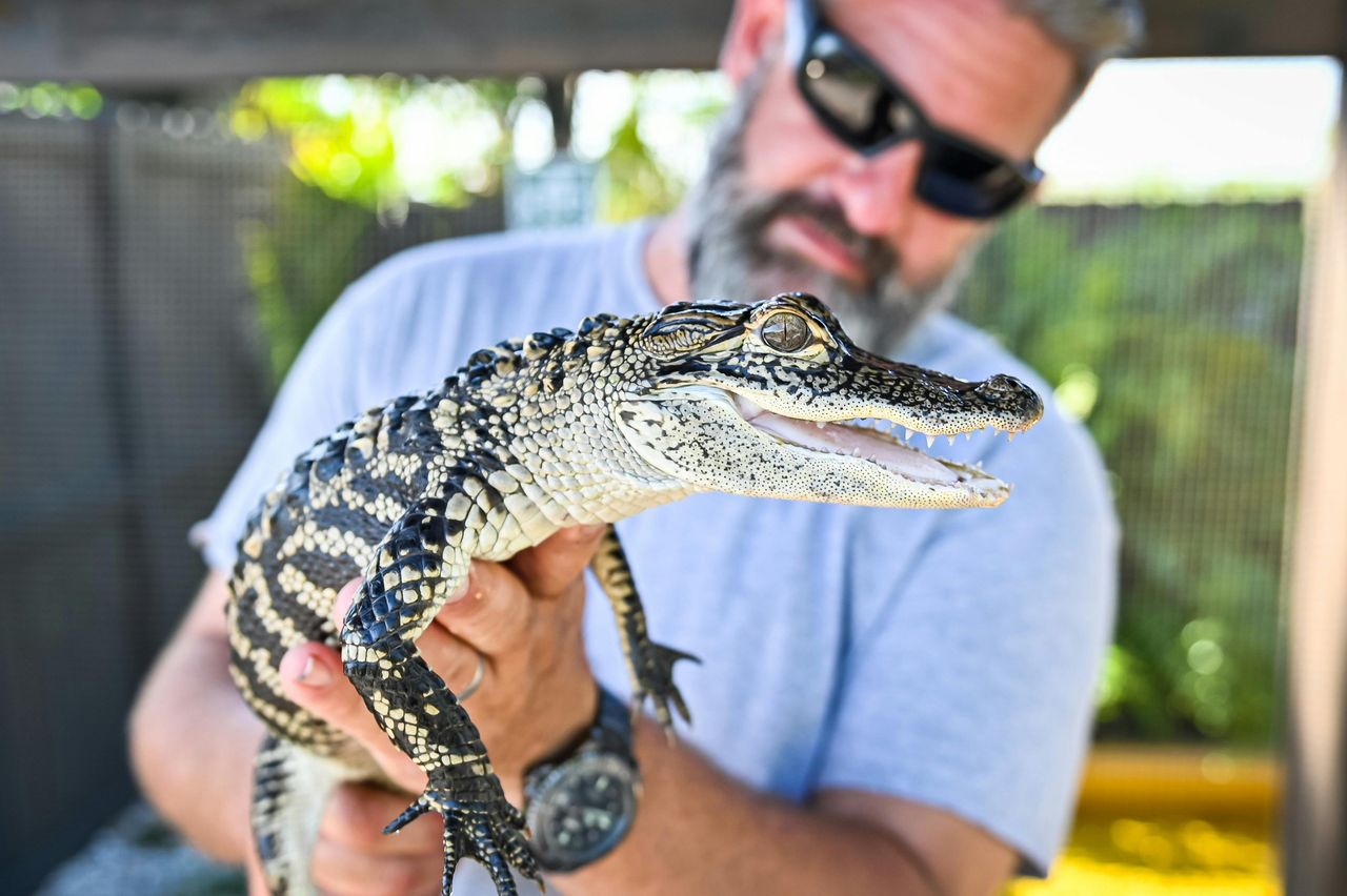 Fort Lauderdale: Pacchetto avventura nelle Everglades della Florida