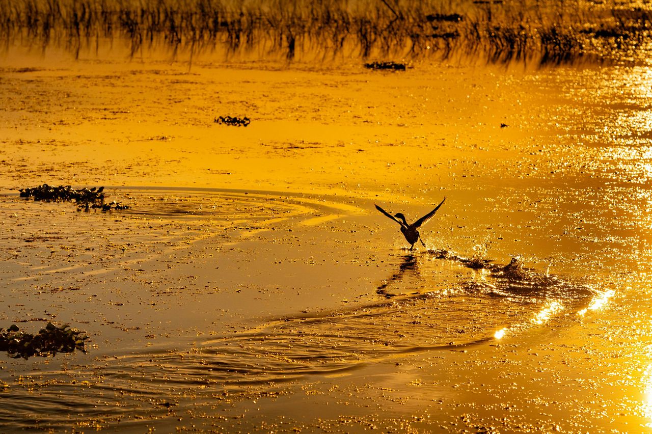 Kissimmee: tour in motoscafo delle Everglades al tramonto di Boggy Creek della durata di 1 ora — 3