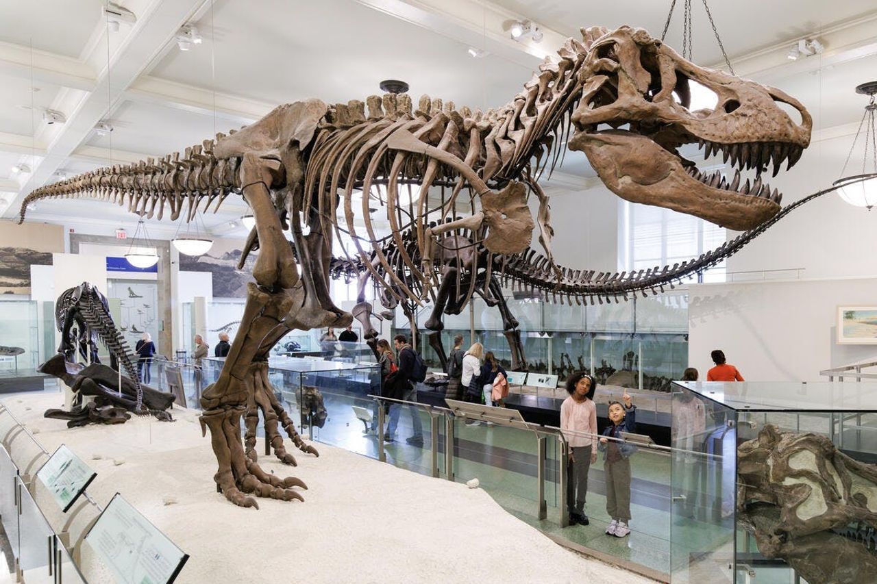American Museum of Natural History (AMNH): Tutte le mostre con biglietto